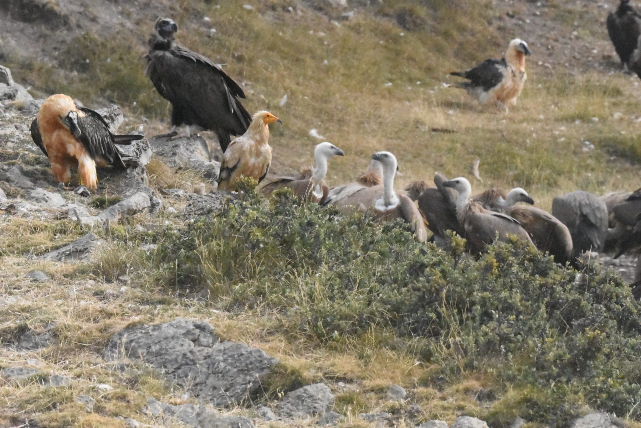 four-vultures-in-buseu-autor-buseu-project-scaled-1-2048x1366-1
